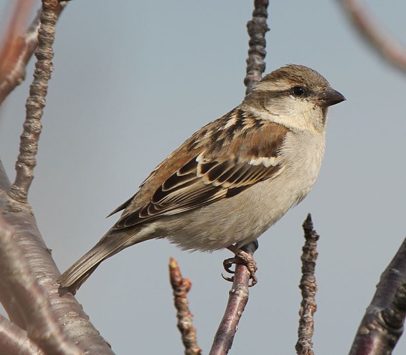 Female Russet Sparrow (Photo Credit: Wikipedia Commons)
