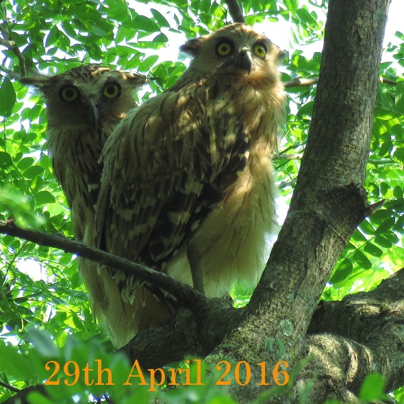 29th April 2016: Buffy Fish Owl Chick and Parent