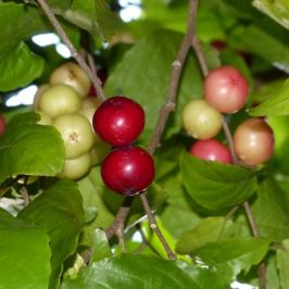 Long-tailed Macaque Feeding On Batoko Plum And Mating