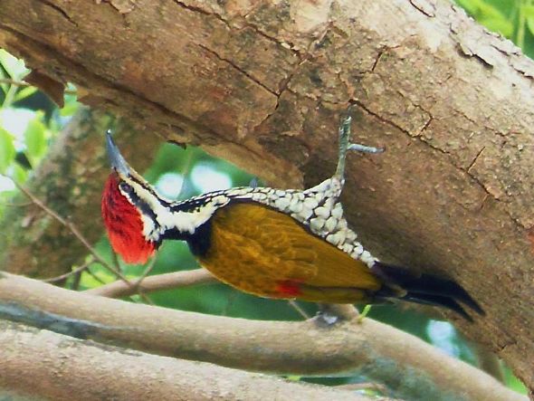 Common Flameback using plant sap to ant (Photo credit: Lena Chow)