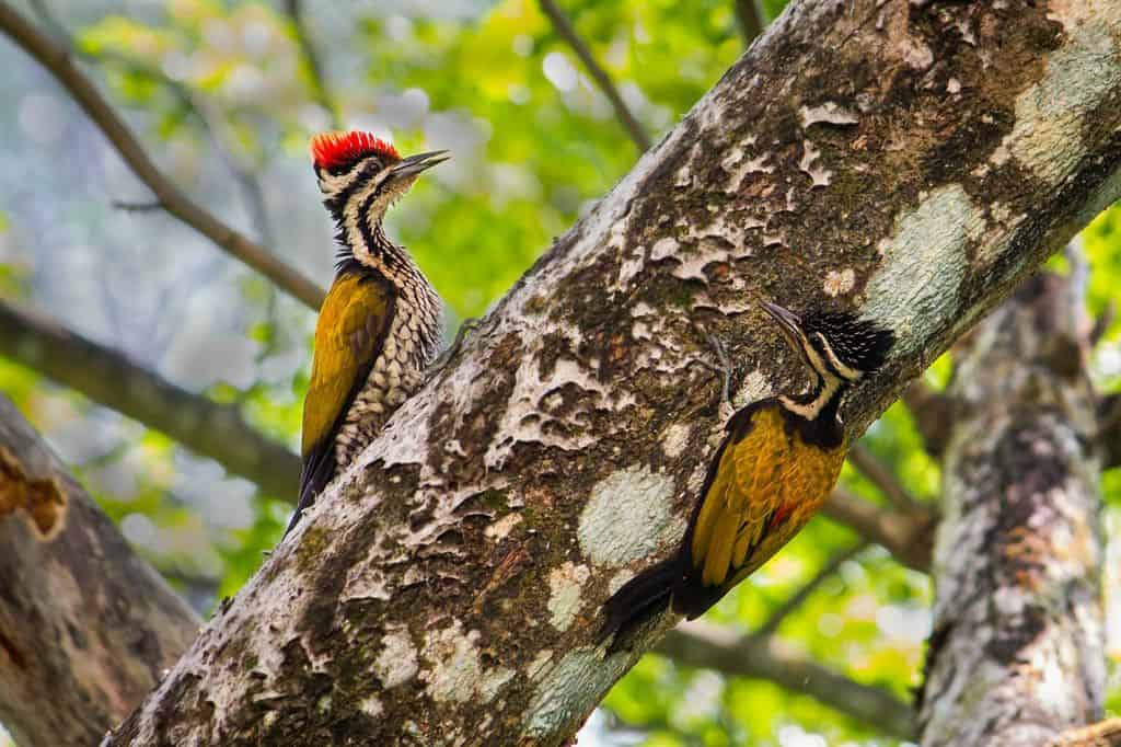 Common Flameback confrontations