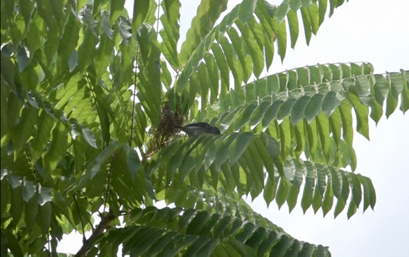 Video grab: Female at nest site.