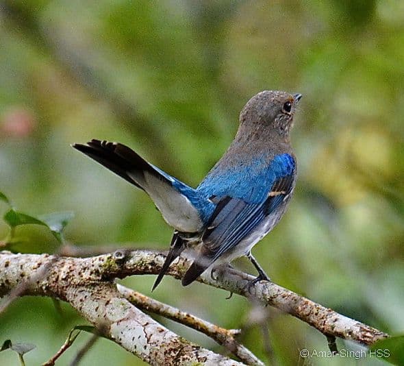Blue-and-white Flycatcher - 1st winter male