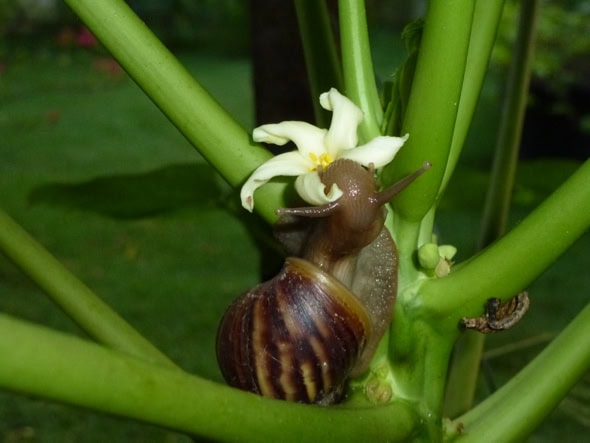 GiantAfricanSnail-papaya l