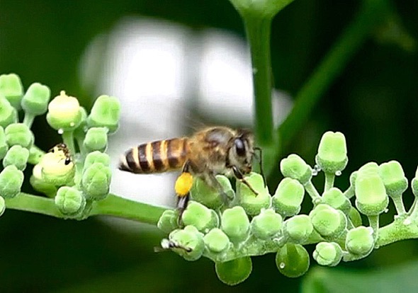 GiantHoneybee (Apis dorsatra)-Cayratia mollissima