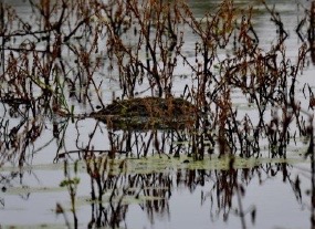 grebel-nest-6-amatsingh