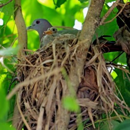 Pink-necked Green-pigeon uses abandoned munia’s nest