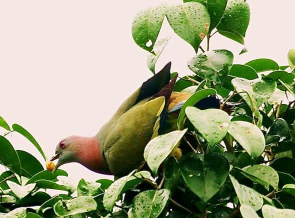 Pink-necked Green-pigeon and a Ficus species