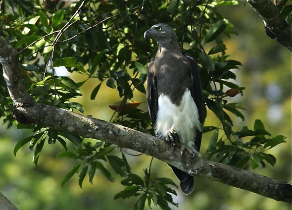 Grey-headed Fish-eagle mobbed by Osprey