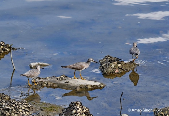 Three out of the five Grey-tailed Tattlers feeding