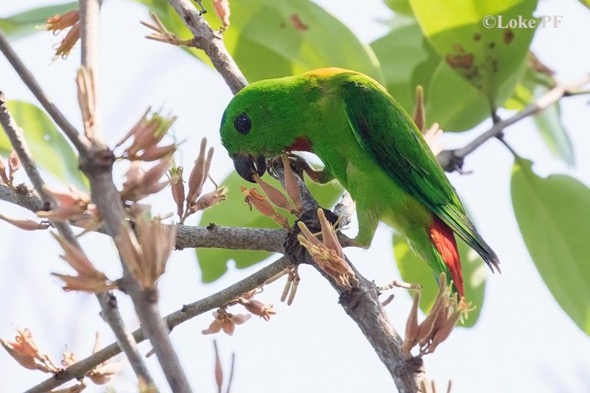 Blue-crowned Hanging Parrot, although listed as endangered, is relatively common (Photo credit: Loke Peng Fai)