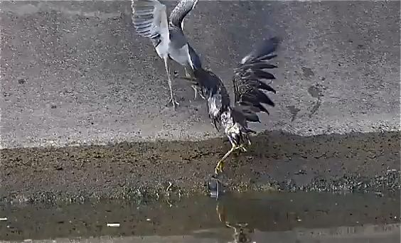 Adult Little Heron attacking juvenile