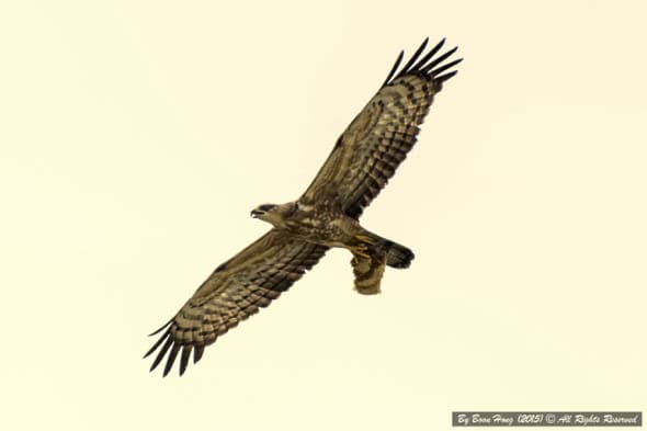 Oriental Honey Buzzard with honeycomb (Photo credit: Chan Boon Hong)