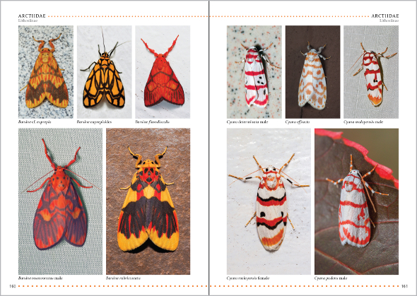 Marvellous Moths of Fraser's Hill