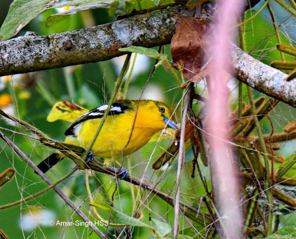 Male Common Iora.