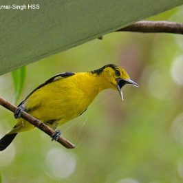 Nesting of the Common Iora: 1. Harvesting spider web