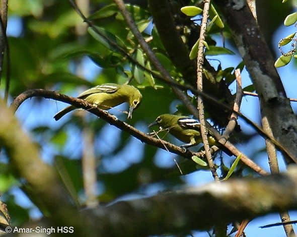 Green Iora – nest building