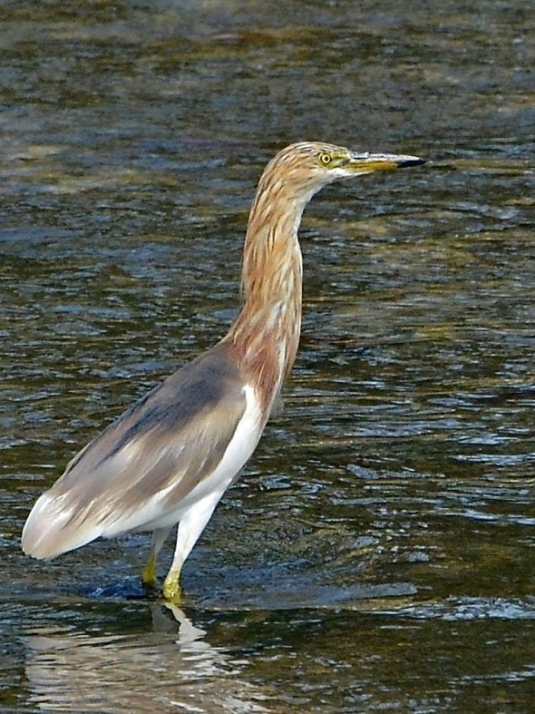 Head Plumes of the Javan Pond-heron