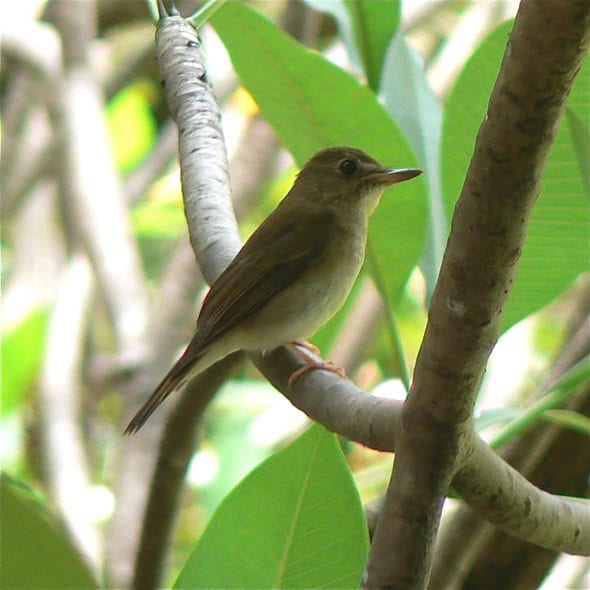 Brown-chested Jungle-flycatcher (Photo Credit: S Subaraj)