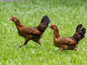 Red Junglefowl Hens' Plumage