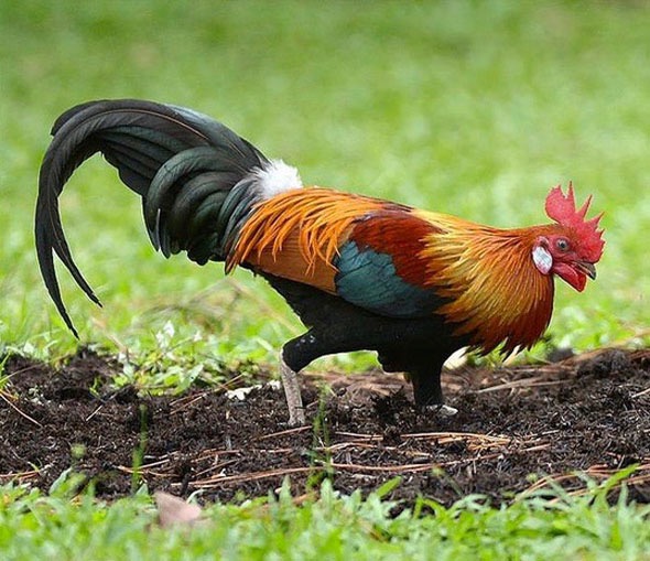 Red Junglefowl, listed as endangered, now they are being culled (Photo credit: Johnny Wee)