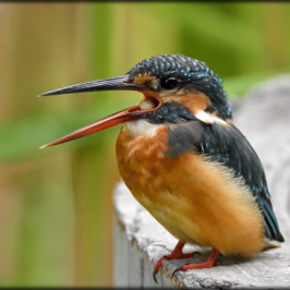 Common Kingfisher casting pellet