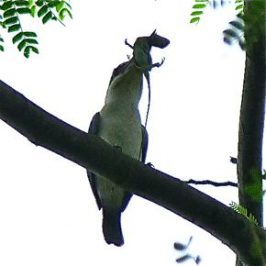 Collared Kingfisher with Changeable Lizard brunch