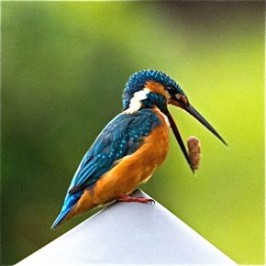 Common Kingfisher casting a pellet