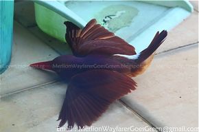 Ruddy Kingfisher collided onto a glass window