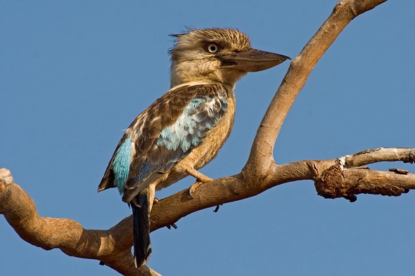 Blue-winged Kookaburra (Phto credit: Dr EricTan)