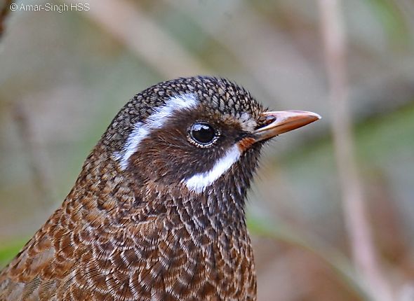 LaughingthrushWhWh [AmarSingh} - 2