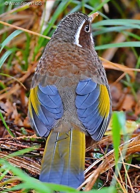 LaughingthrushWhWh [AmarSingh} - 3