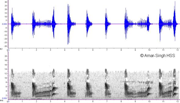 LaughingthrushWhWh [AmarSingh} - 5