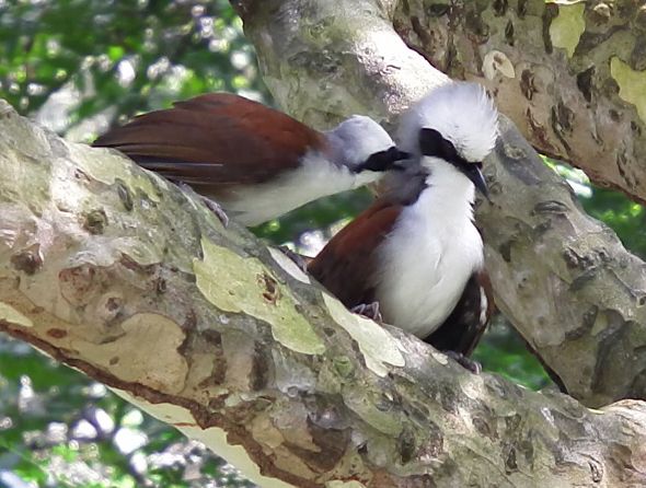 White-crested Laughingthrush (Photo credit: Dr Leong Tzi Ming)