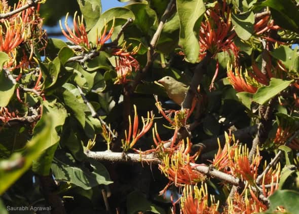 Pale-billed Flowerpecker among Loranthus. flowers (Photo credit: Saurabh Agrawal)