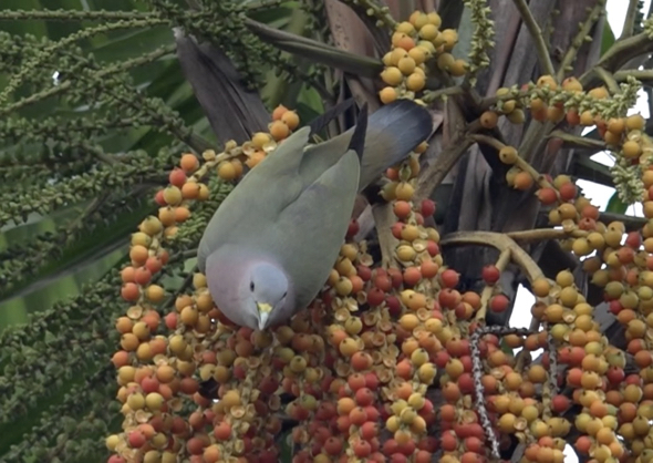 MacArthur Palm-PNGP-fruits