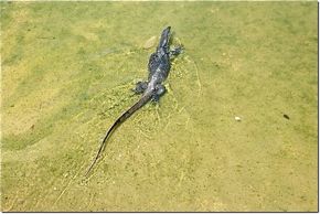 White-throated Kingfisher attacks monitor lizard