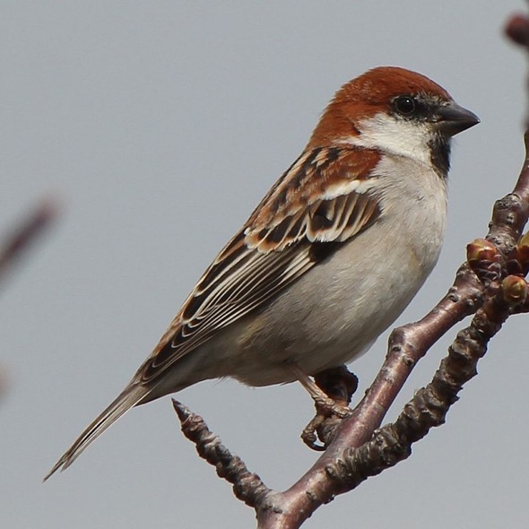 Male Russet Sparrow (Photo Credit: Wikipedia Commons)