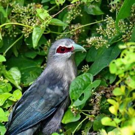 Green-billed Malkoha