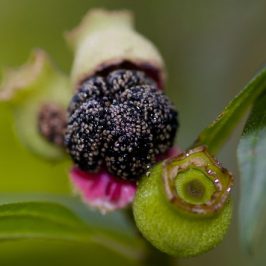 Red-whiskered Bulbul feeding on Singapore Rhododendron fruits