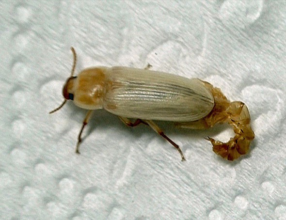 Newly emerged beetle with old pupa skin