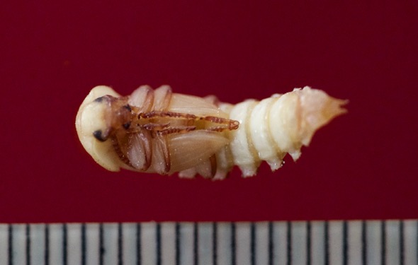 Ventral view of pupa
