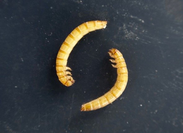 Mealworms showing legs