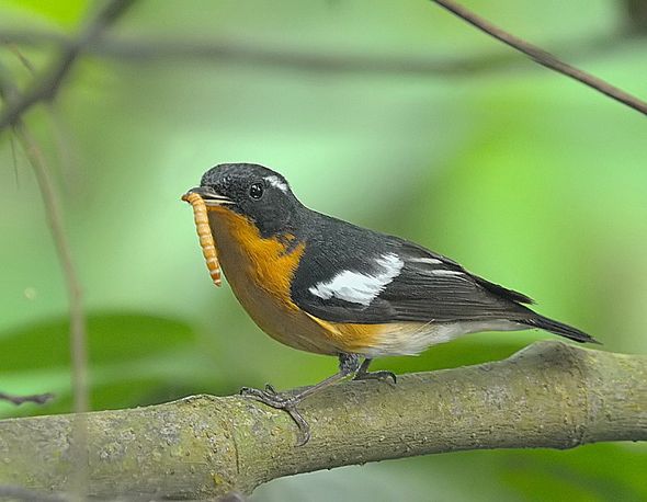 Mugimaki Flycatcher with a mealworm (Photo credit: Chan Wei Luen)