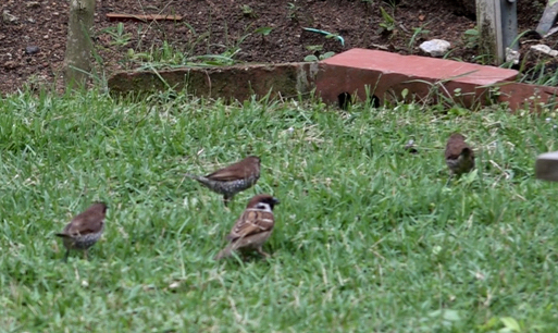 MuniaSB with SparrowET-forage