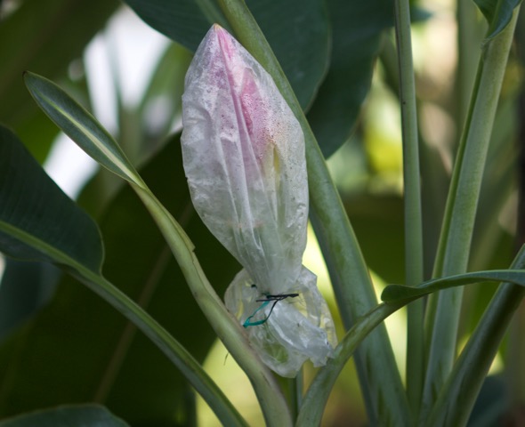 Musa ornata inflorescence bagged to keep  pollinating agents out.agents from