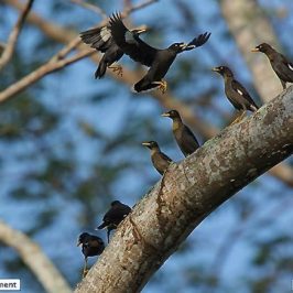 Javan Mynas with yellow collars…