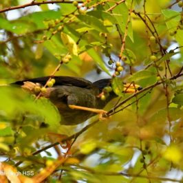 Jungle Myna – fruit feeding