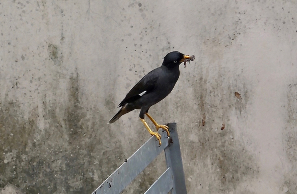 Adult Javan Myna with food in its bill about to fly off.