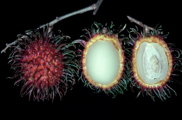 Rambutan fruits, cup open to show flesh and seed (Photo credit: YC Wee)